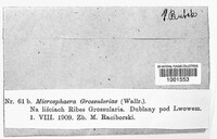 Microsphaera grossulariae image